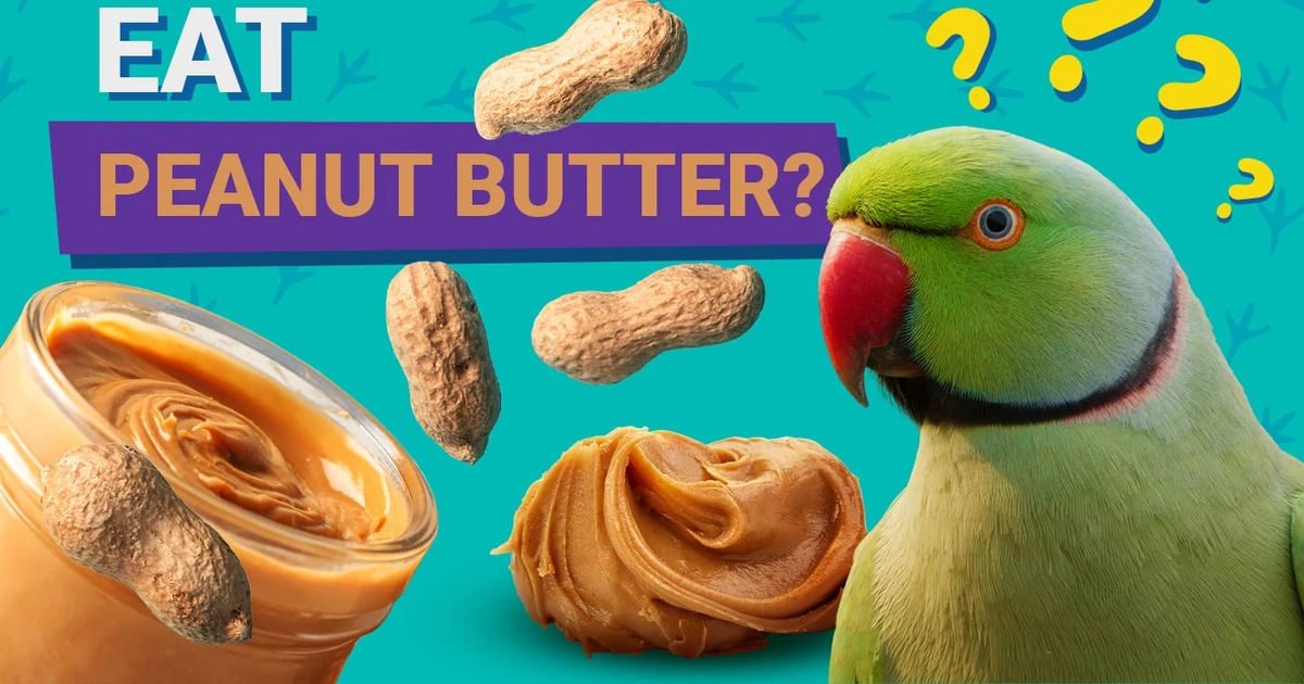 Can Parakeets Eat Peanut Butter A Guide For Pet Owners