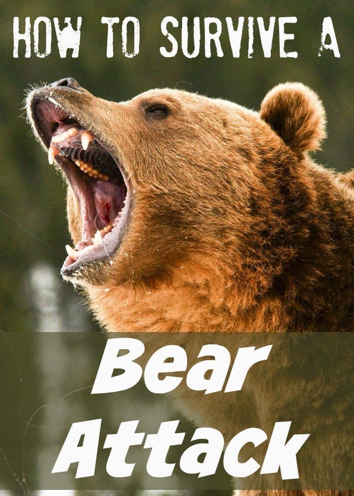 How To Survive A Bear Attack A Comprehensive Survival Guide