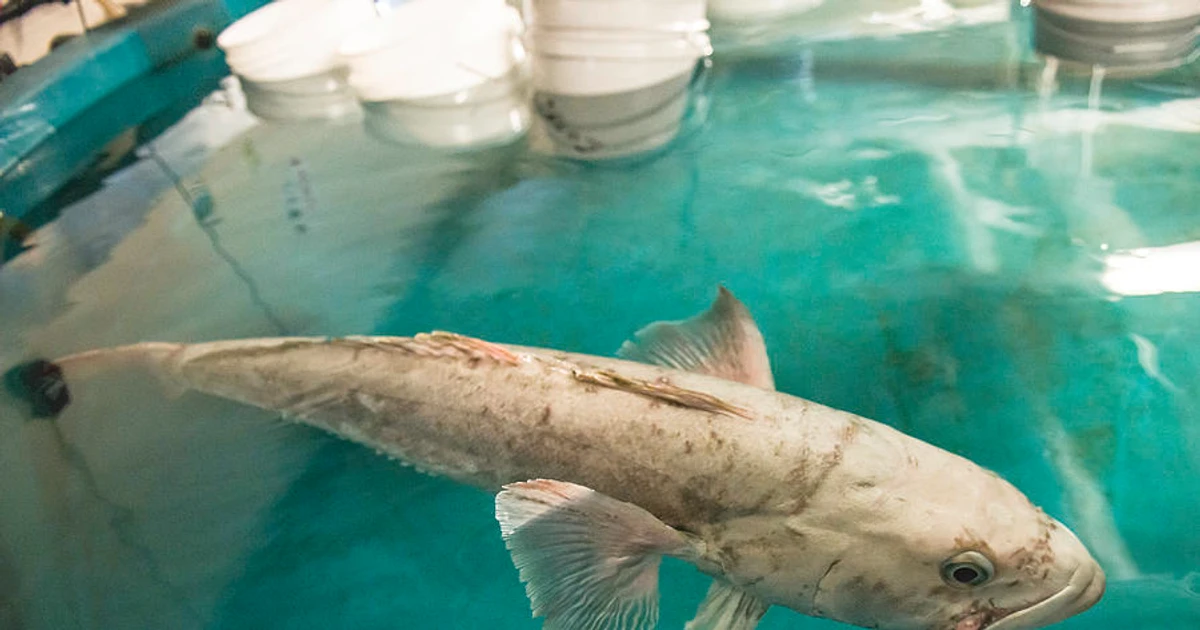 Antarctic Toothfish - Know More Of This Voracious Predator In The ...