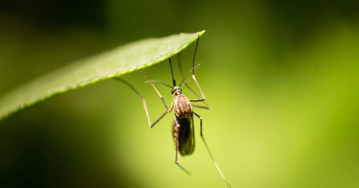 Do Birds Eat Mosquitoes? Unveiling Nature's Pest Control