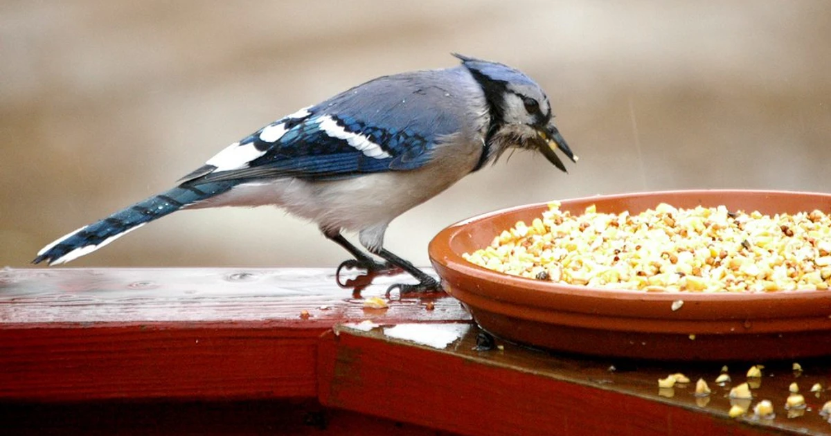 What Do Bluejays Eat Decoding Their Dietary Habits